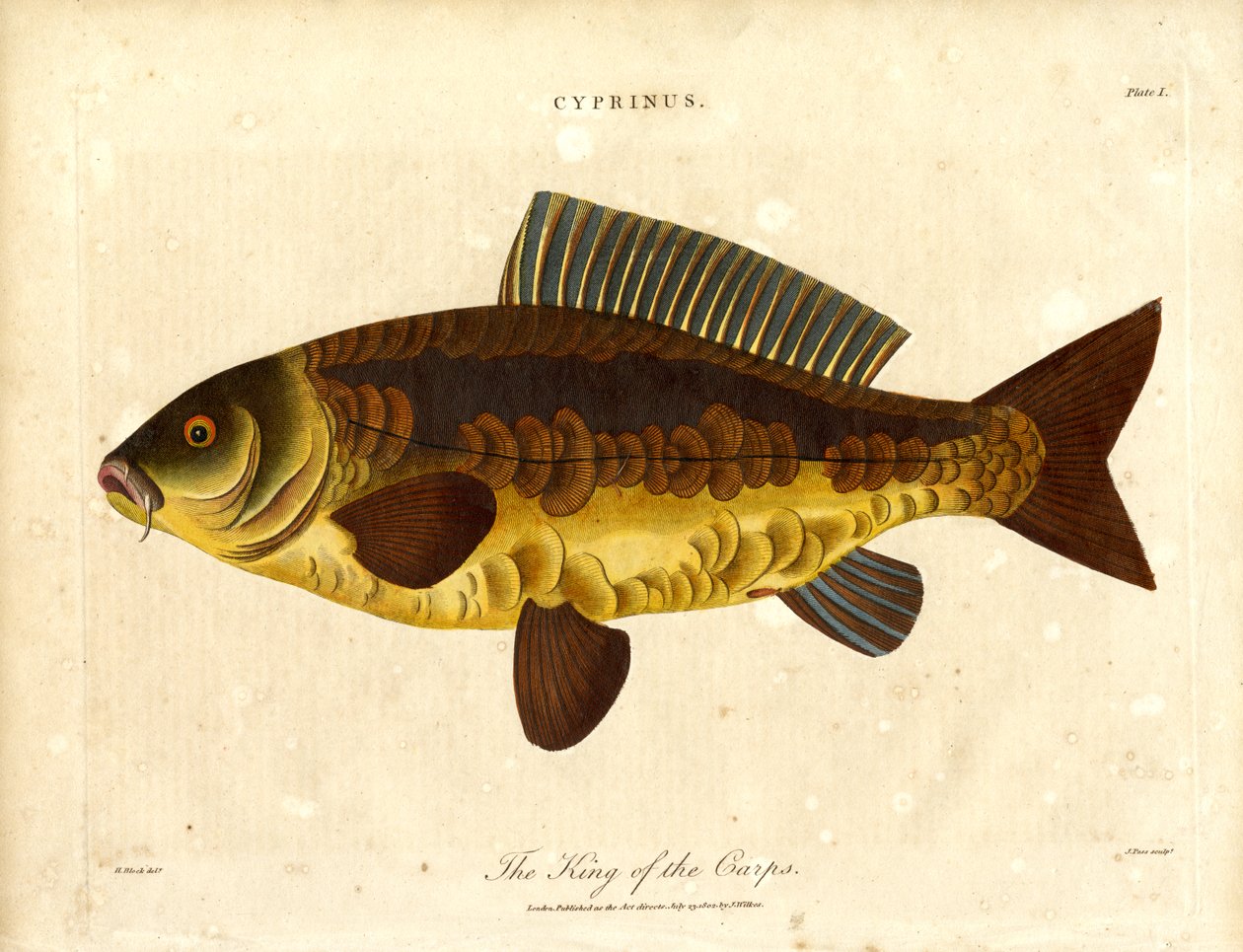 Karppien kuningas tekijältä John Pass