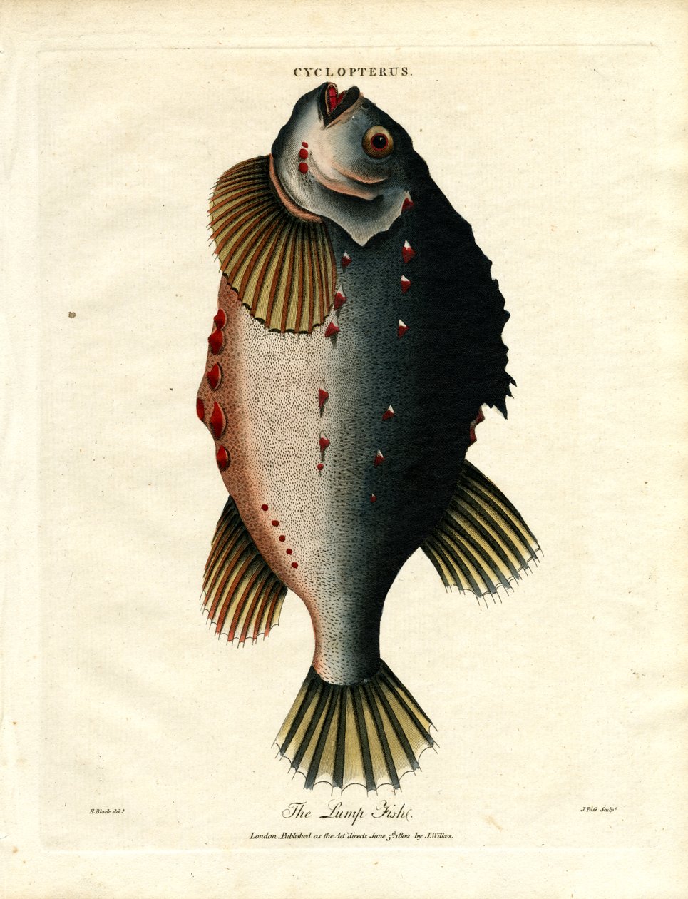 Lump Fish tekijältä John Pass