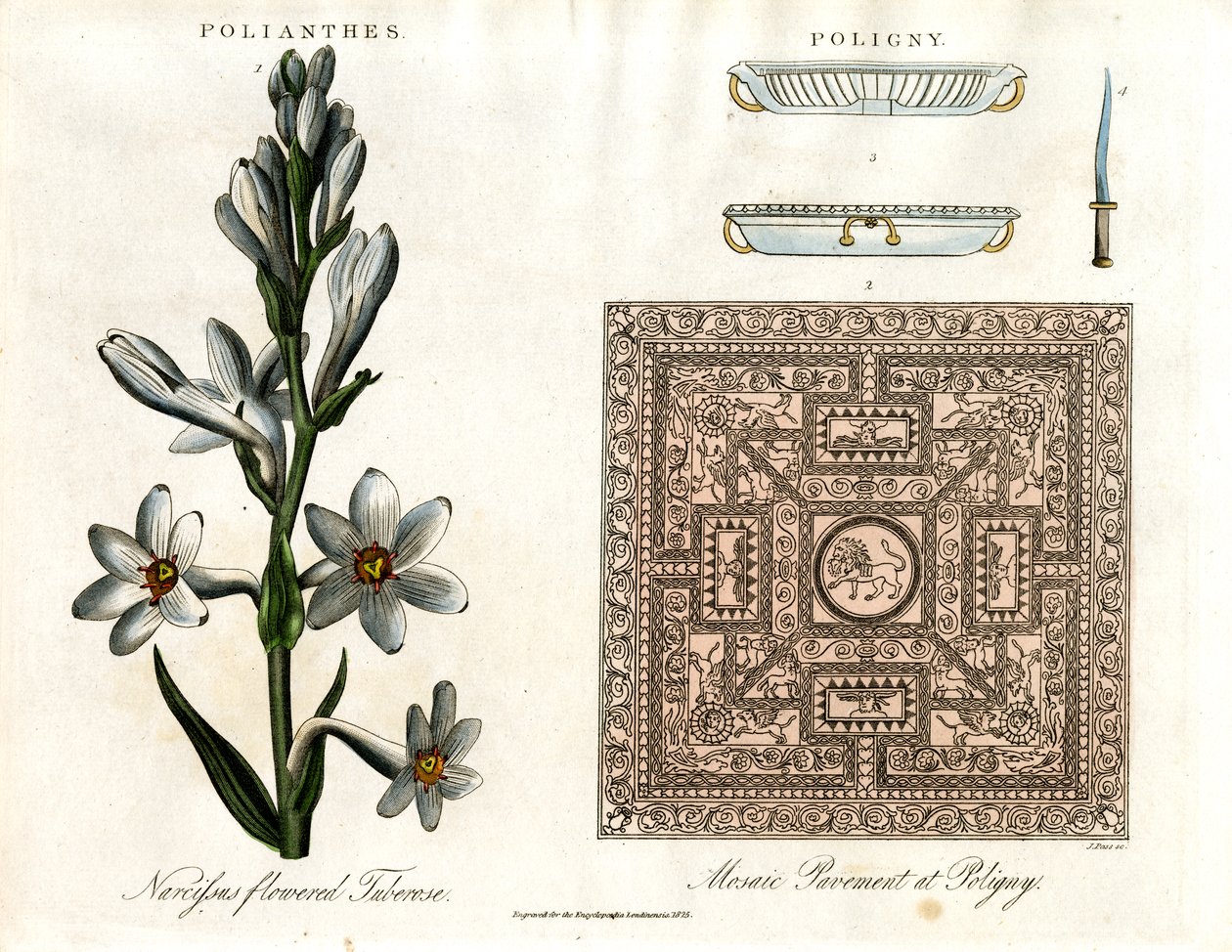 Tuberoosi ja roomalainen mosaiikki tekijältä John Pass