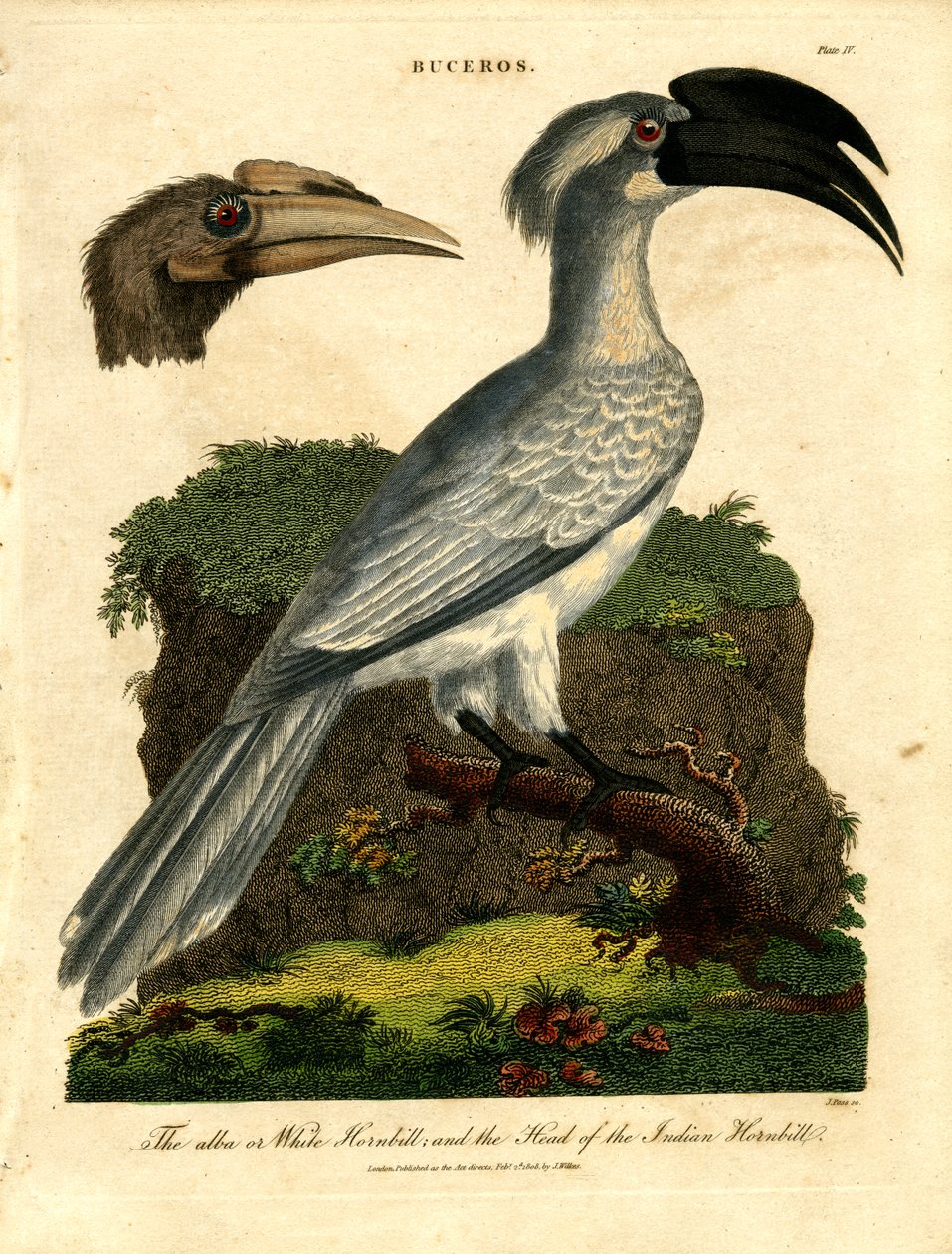 White Hornbill ja Indian Hornbill tekijältä John Pass