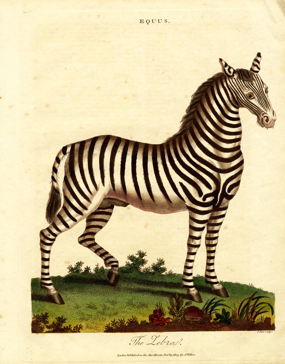 Seepra (Equus) tekijältä John Pass