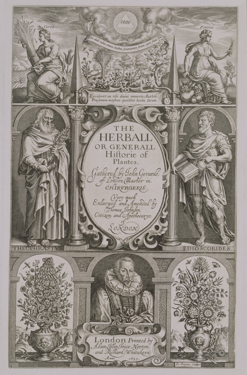 John Gerardin (1564-1612) The Herballin toisen painoksen otsikkosivu 1633 tekijältä John Payne