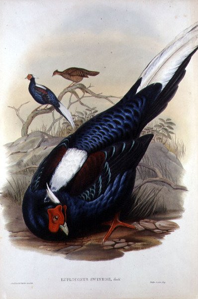 Euplocomus Swinhoii, kaiverrus Walter & Cohn, Lontoo, pubi. 1850-83 välillä (käsinvärinen lito) tekijältä John and Richter Henry Constantine (after) Gould