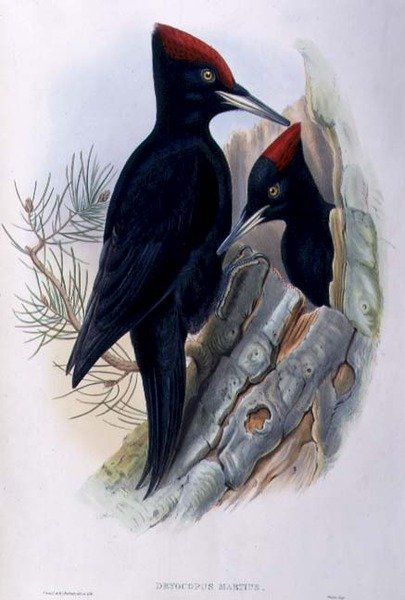 Isotikka (Dryocopus Martius) (käsinvärinen lito) tekijältä John and Richter Henry Constantine (after) Gould