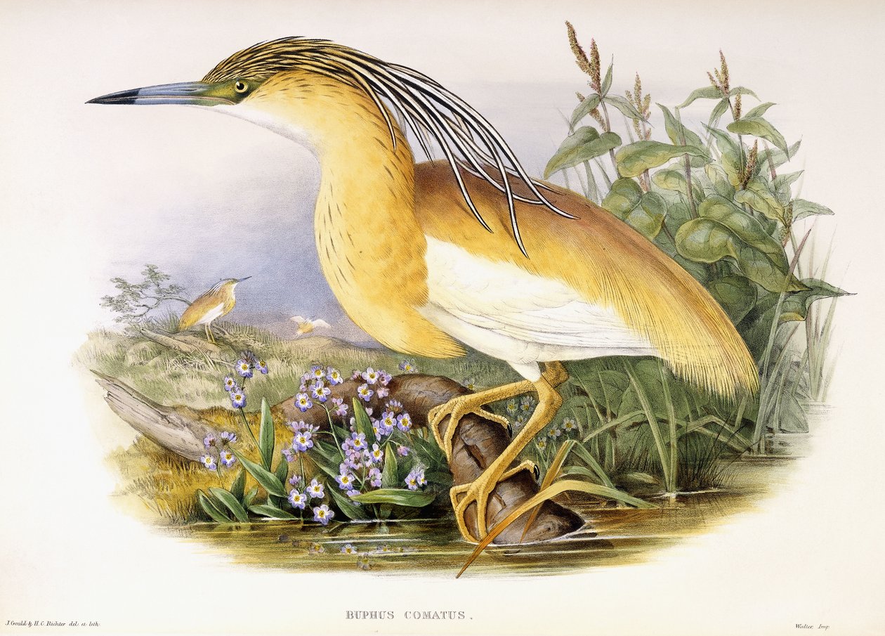 Buphus Comatus, n. 1862-3 (käsinvärjätty litografoitu levy) tekijältä John and Richter Henry Constantine Gould