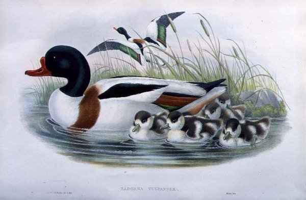 Sheldrake (Tadorna Vulpanser) (käsinvärinen lito) tekijältä John and Richter Henry Constantine (after) Gould