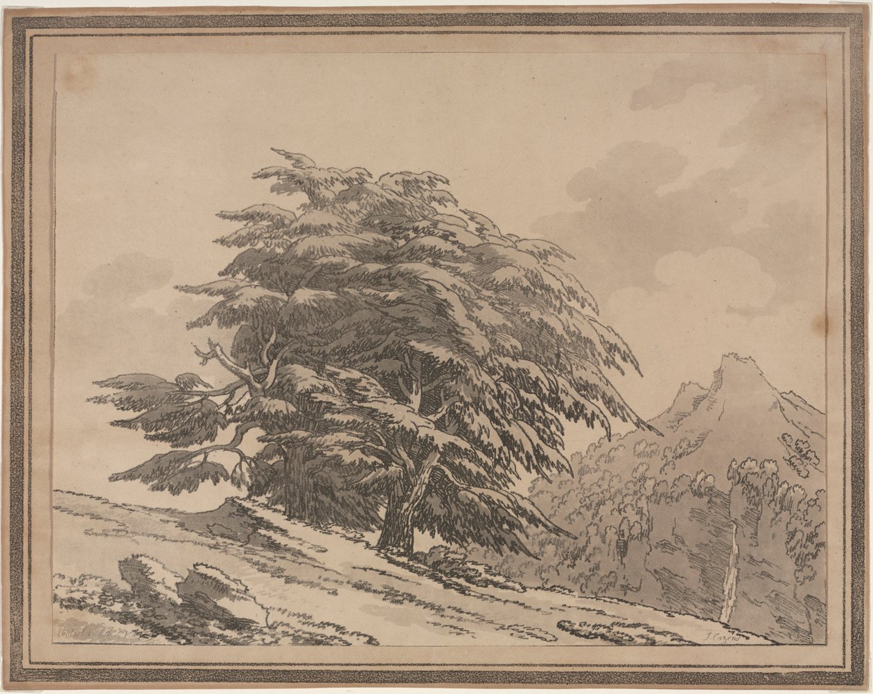 Metsäpuiden yleisten luonteenhaarojen ja lehtien rajaukset: Cedar, 1789. tekijältä John Robert Cozens