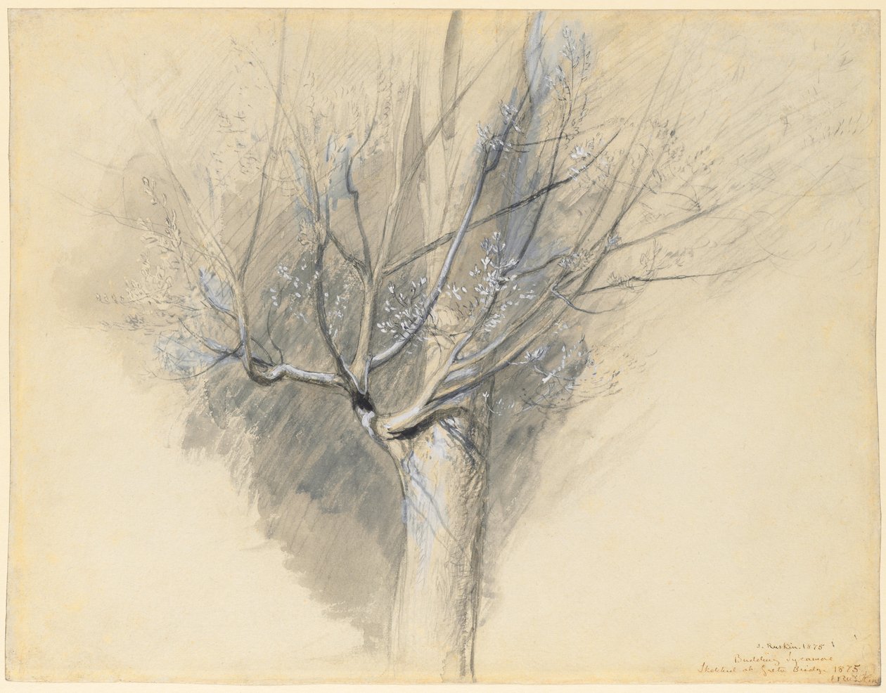 Orastava Sycamore tekijältä John Ruskin