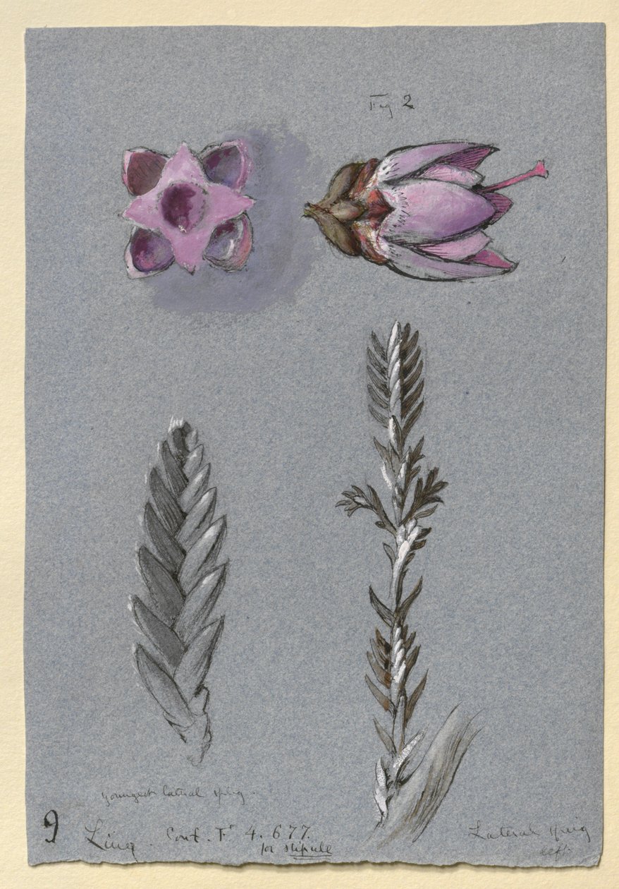 Neljä tutkimusta Lingistä, luultavasti 14. syyskuuta 1869 tekijältä John Ruskin