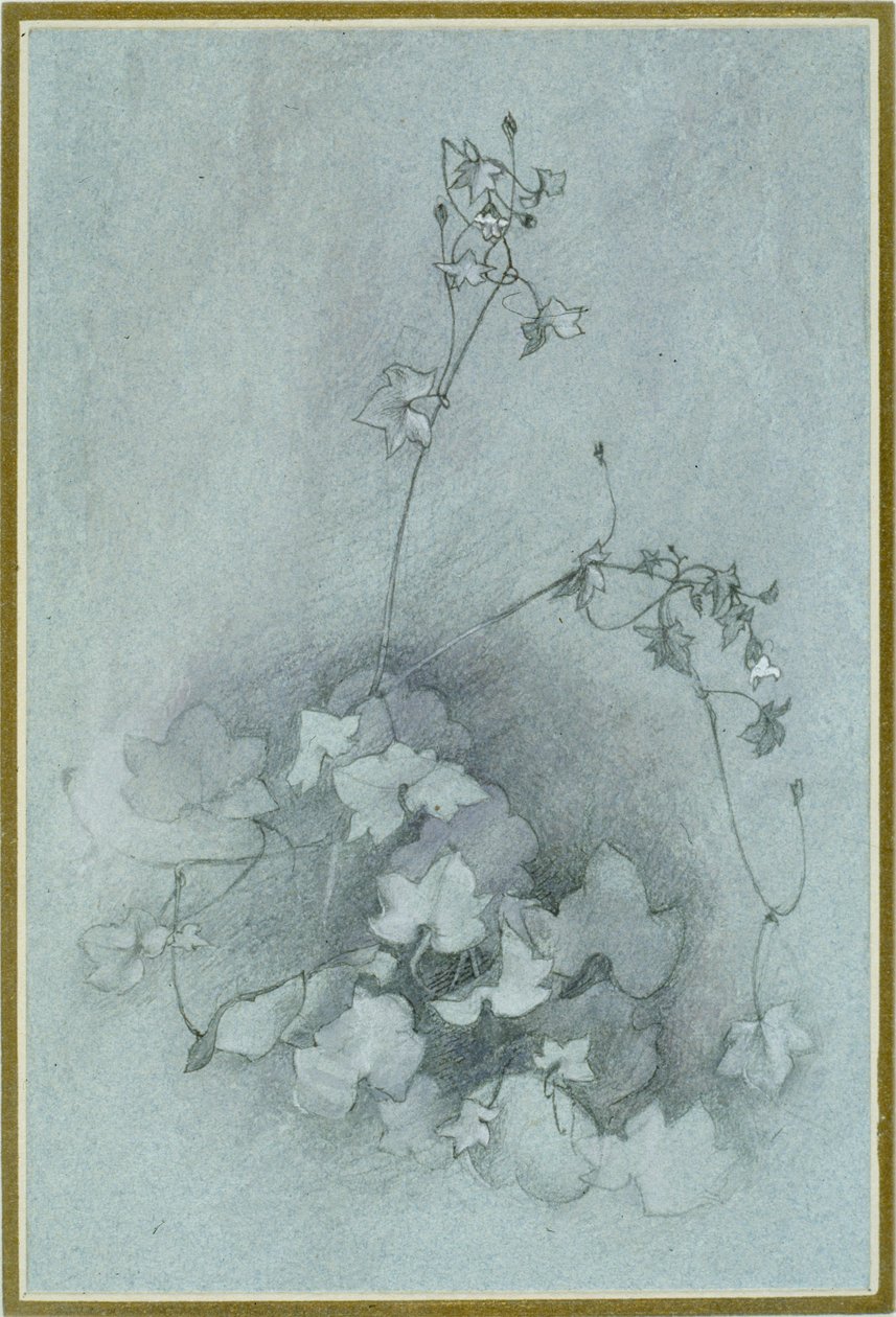 Ivy-Leaved Toadflax "Oxford Ivy", 1852 tekijältä John Ruskin