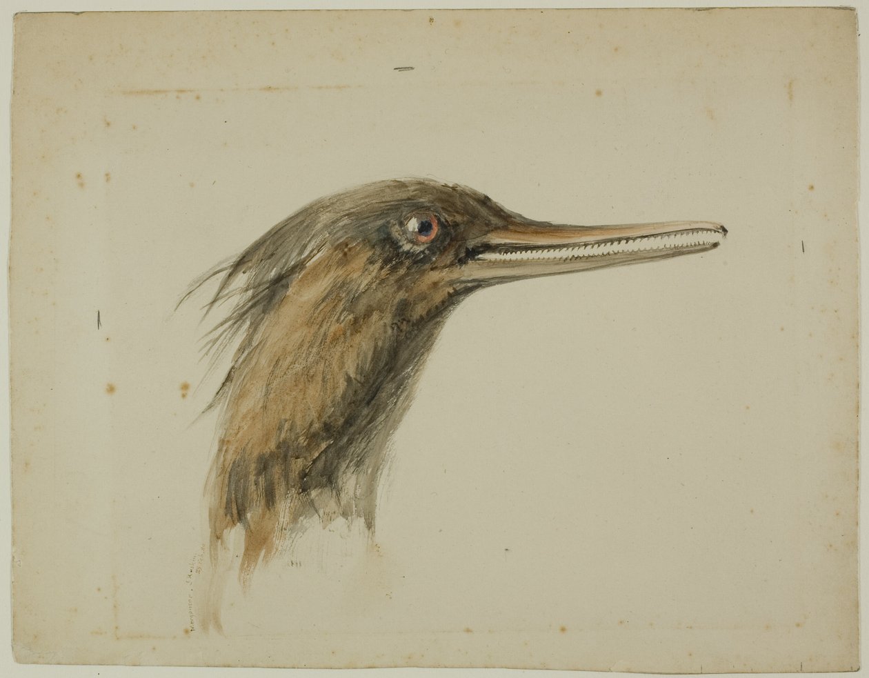 Merganser tekijältä John Ruskin