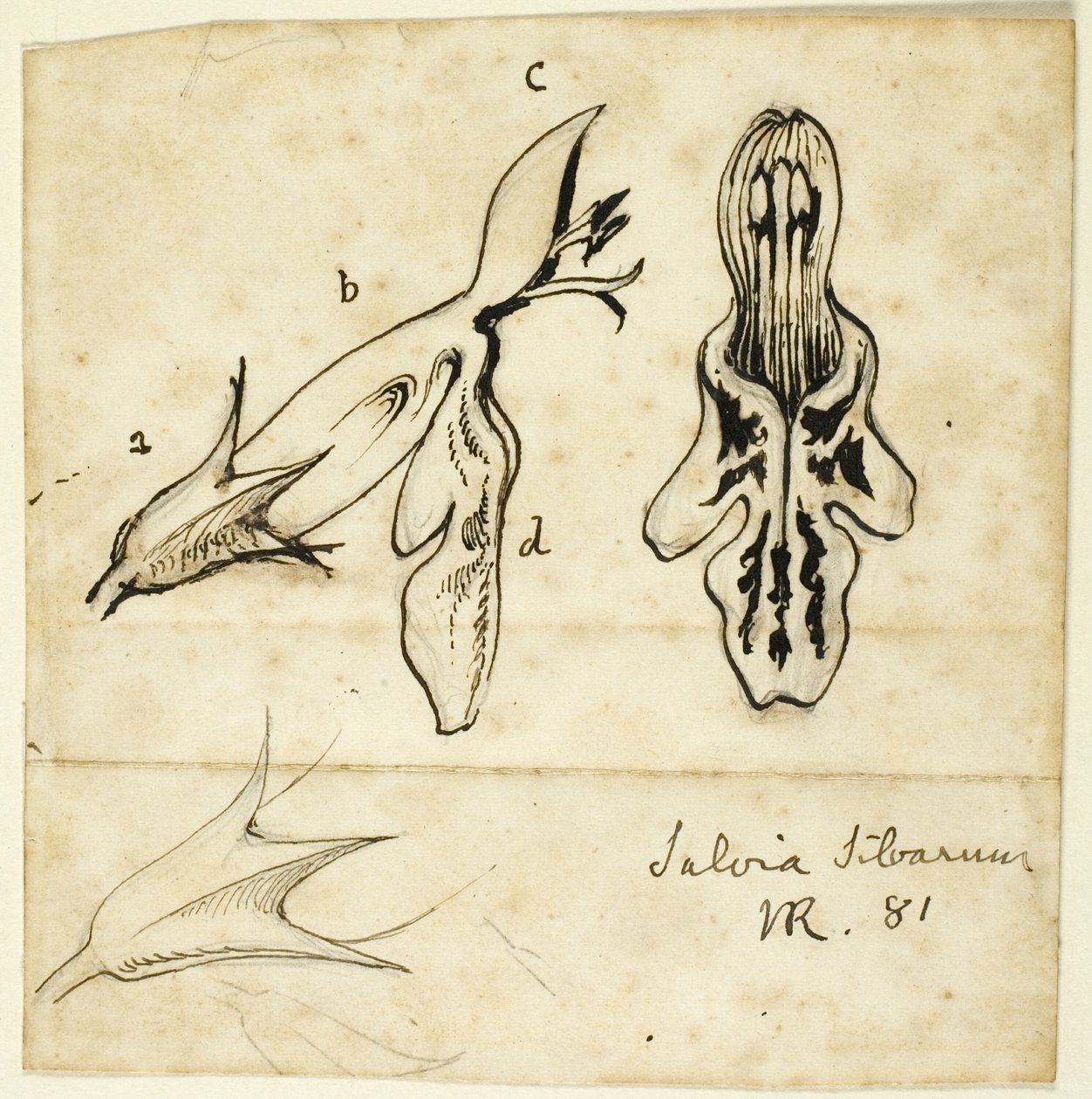 Metsän sage tekijältä John Ruskin