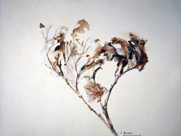 Tutkimus tammilehdistä tekijältä John Ruskin