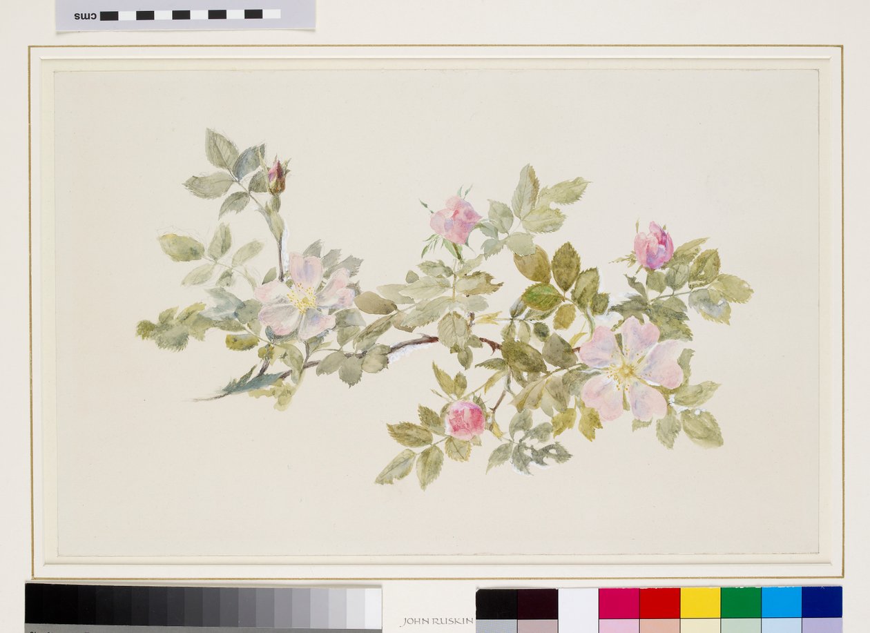 Study of Wild Rose (vesiväri ja bodycolor grafiitin päälle, paperi) tekijältä John Ruskin