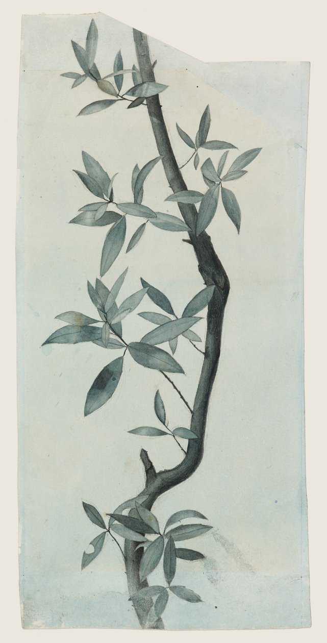 Study of Willow Leaves, n. 1857 (kynä ja akvarelli paperille) tekijältä John Ruskin