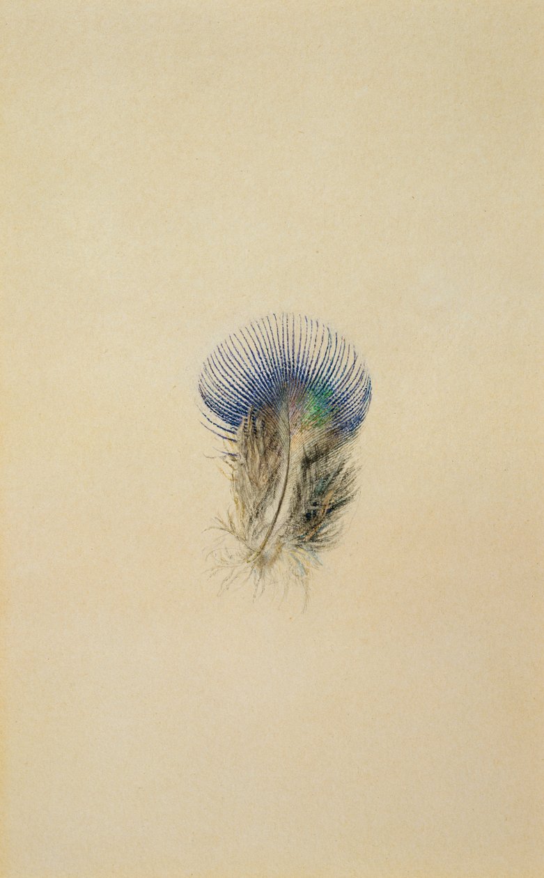 Tutkimus riikinkukon höyhenestä, 1873 tekijältä John Ruskin