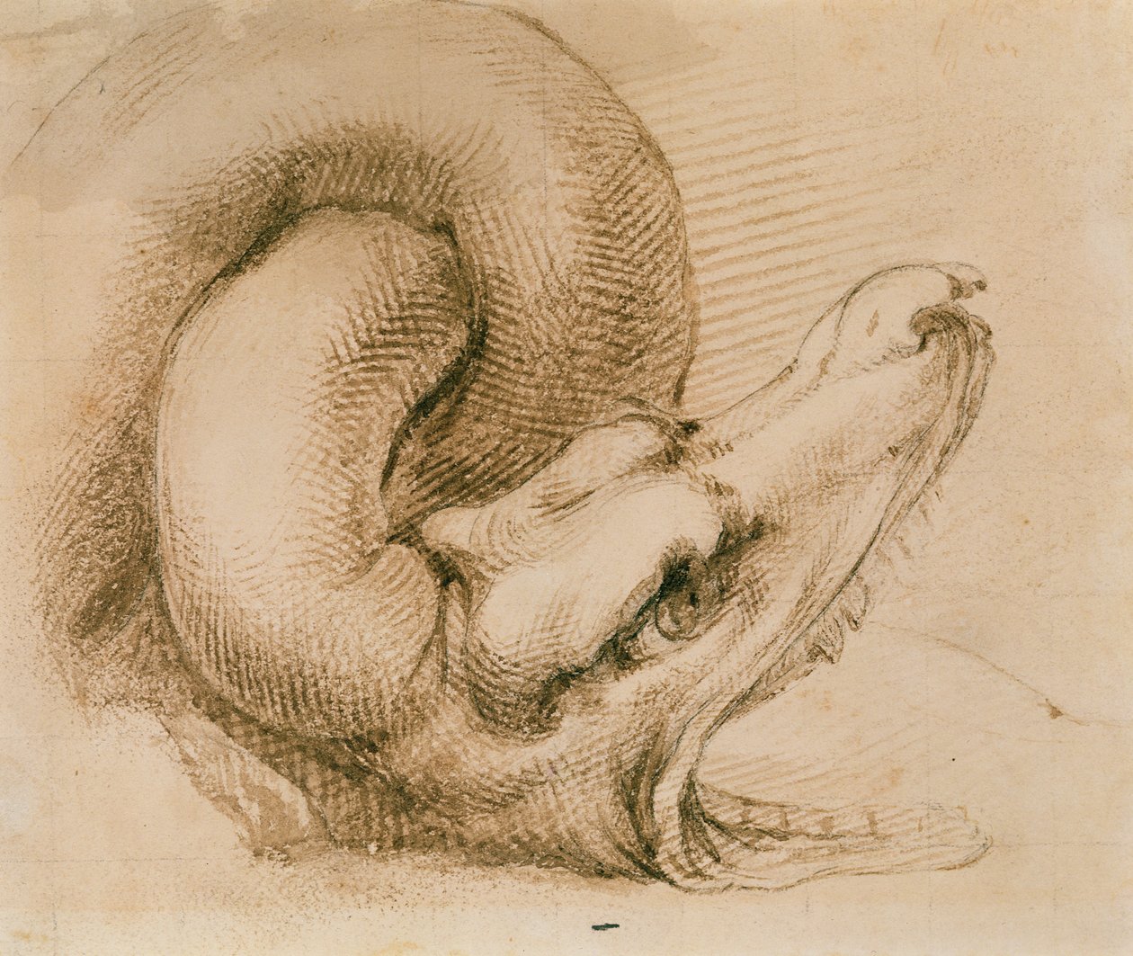 Tutkimus lohikäärmeen päästä Michelangelon jälkeen (muste paperille) tekijältä John Ruskin
