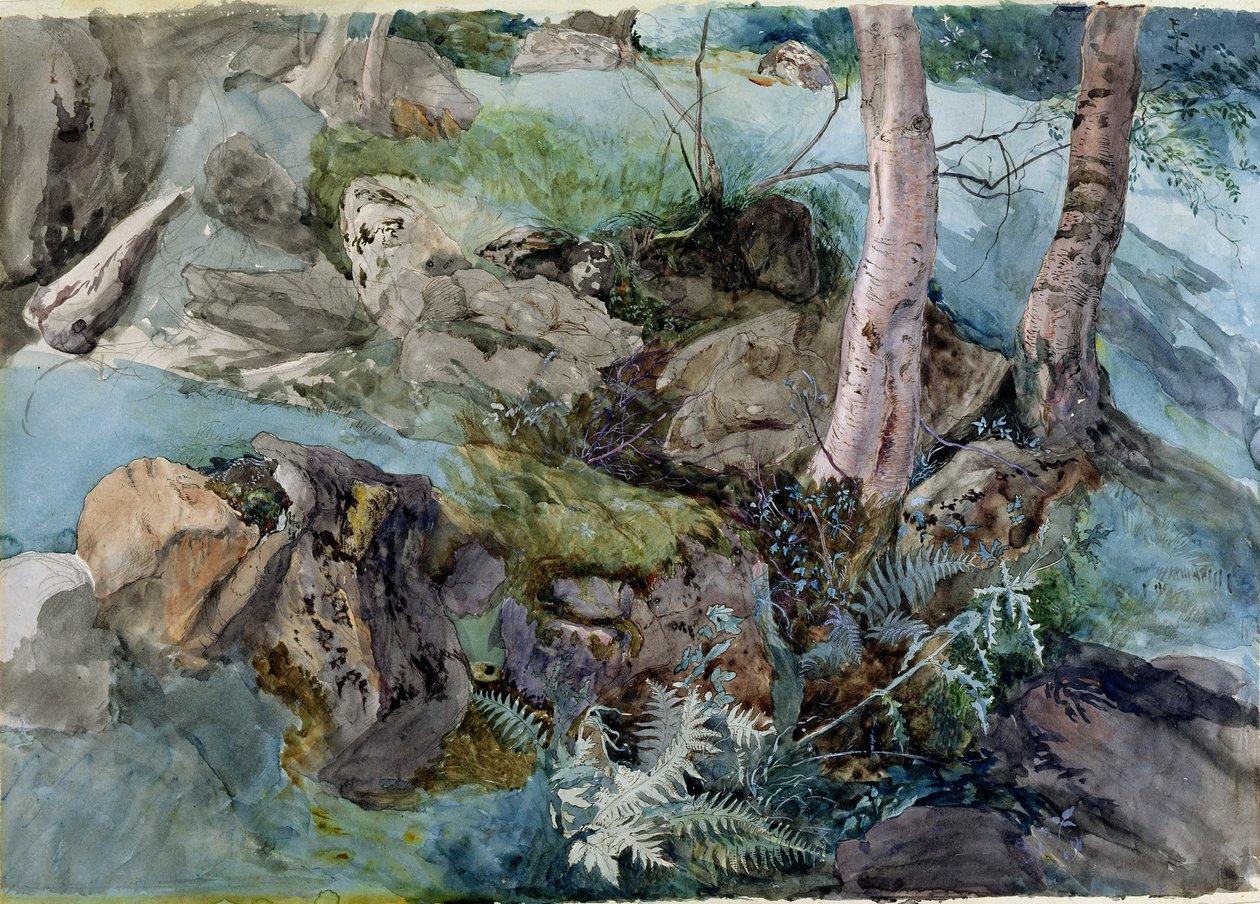 Tutkimus kivistä ja saniaisista metsässä Crossmountissa, Perthshiressä, 1843 (wc paperilla) tekijältä John Ruskin