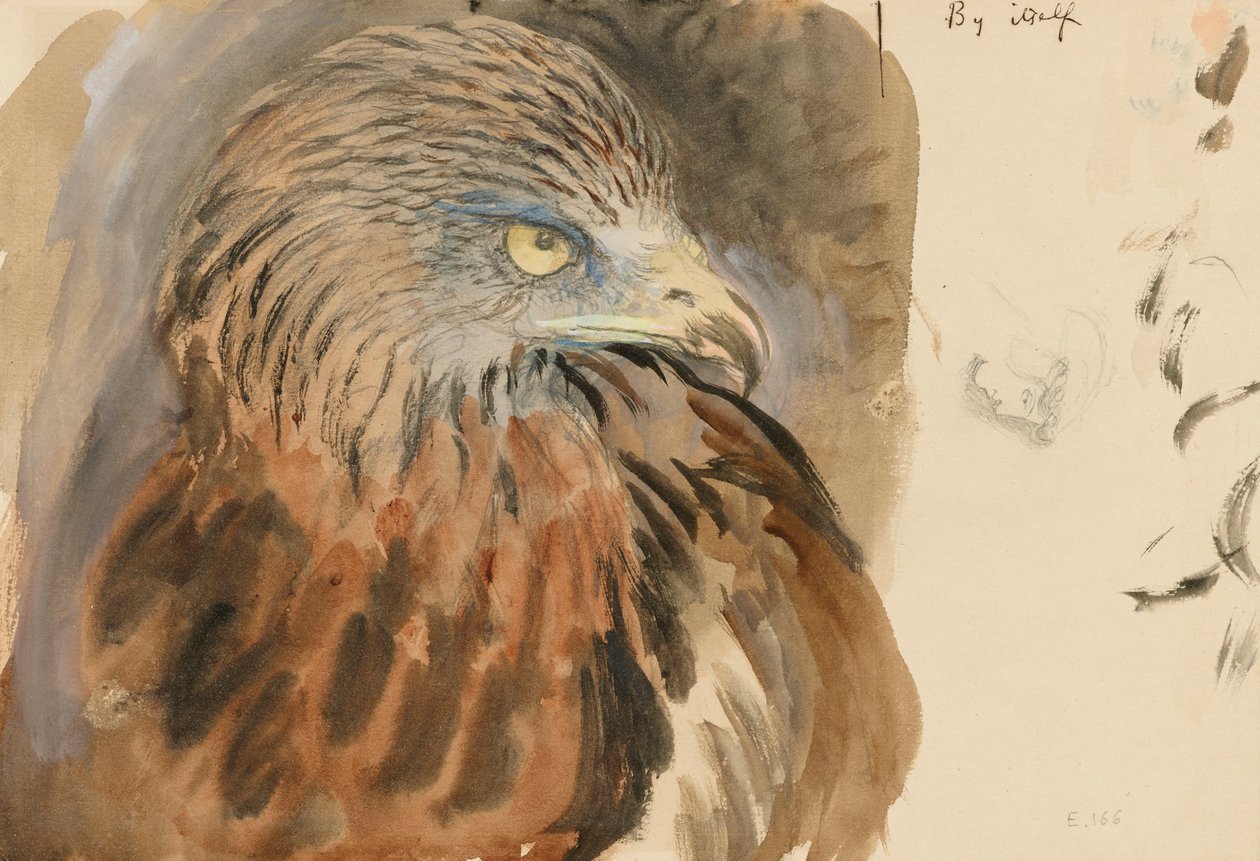 Leijan pää, elämästä, 30. elokuuta - 1. syyskuuta 1870 (akvarelli ja vartaloväri grafiitin päällä vaaleanruskealla kudospaperilla) tekijältä John Ruskin