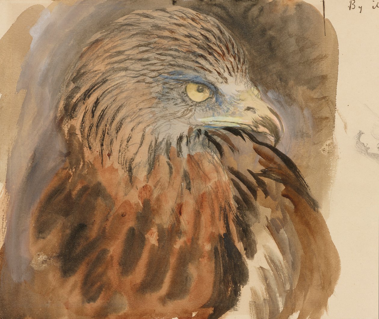 Leijan pää, elämästä, 30. elokuuta - 1. syyskuuta 1870 (akvarelli ja vartaloväri grafiitin päällä vaaleanruskealla kudospaperilla) tekijältä John Ruskin