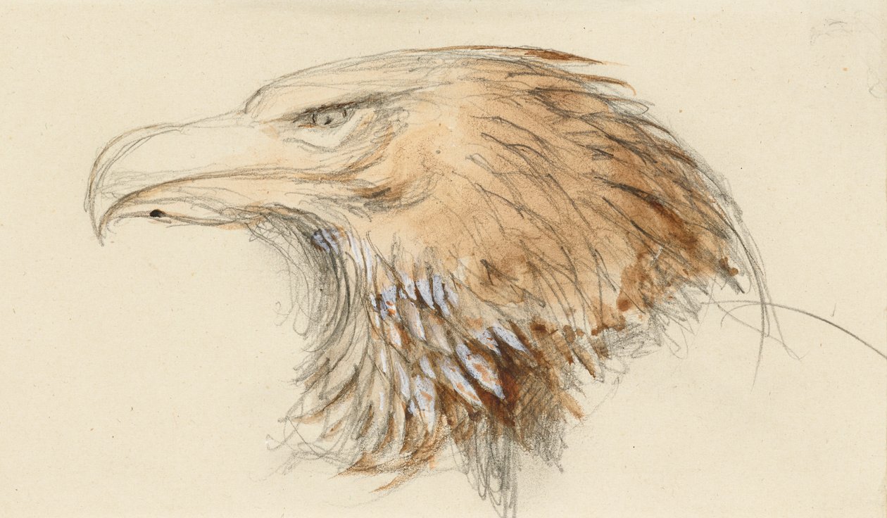 Tavallisen kultakotkan pää, elämästä, 8.-11.9.1870 (akvarelli ja vartaloväri grafiitin päällä kudottupaperilla) tekijältä John Ruskin