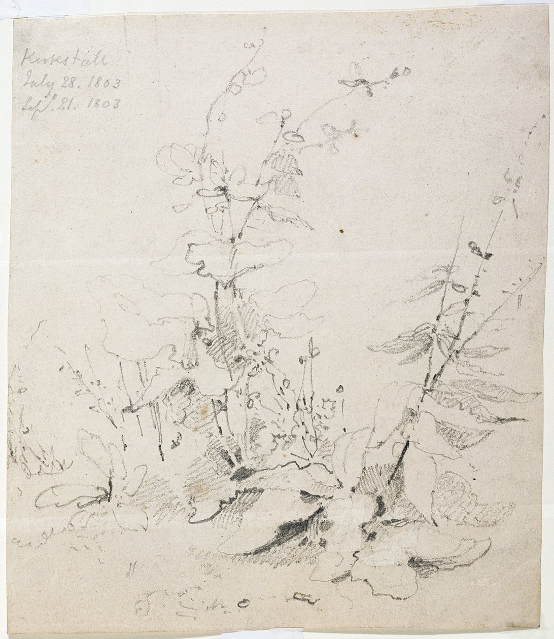Study of Weeds, Kirkstall tekijältä John Sell Cotman