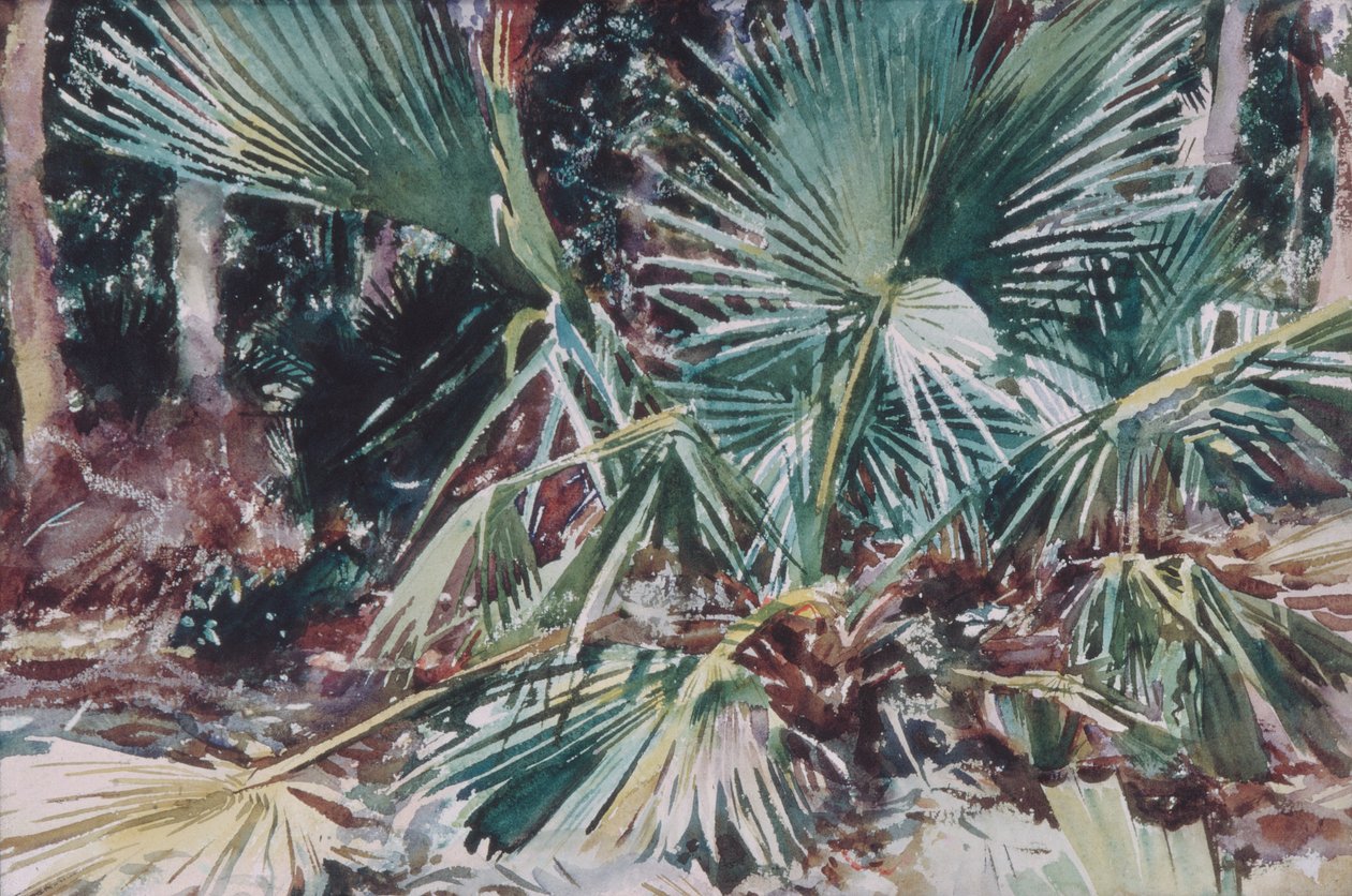 Palmettoja, 1917 (wc, grafiitti ja vahaliitu valkoiselle paperiarkille) tekijältä John Singer Sargent