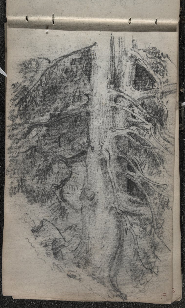 Tutkimus puusta, 1871-72 (grafiitti tummalla luonnonvalkoisella kudospaperilla) tekijältä John Singer Sargent