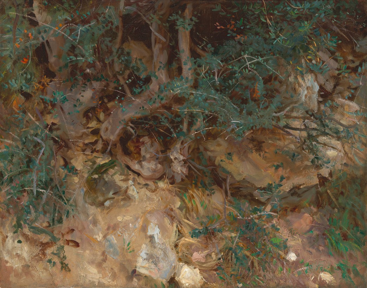 Wild Olive Tree Roots, Valldemosa, Mallorca tekijältä John Singer Sargent