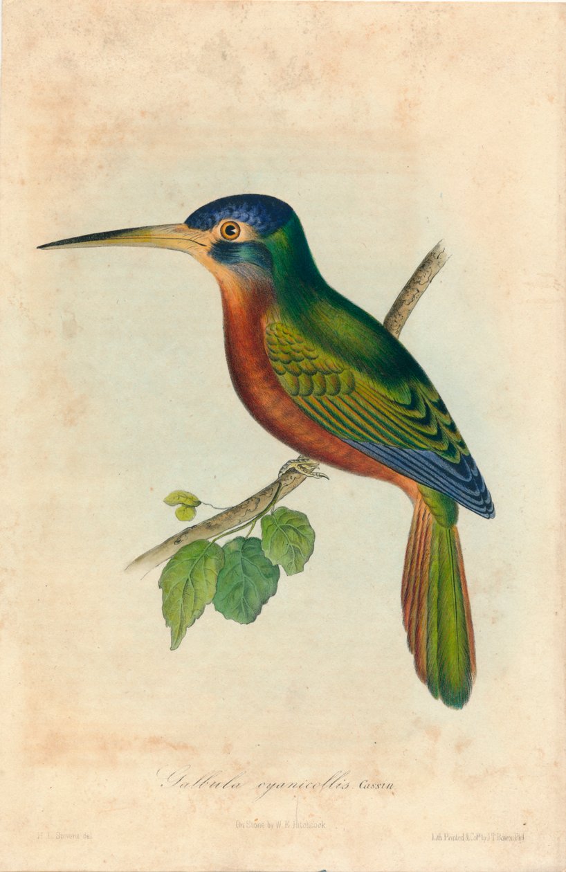 Galbula cyanicollis. Cassin, 1850-luku tekijältä John T. Bowen
