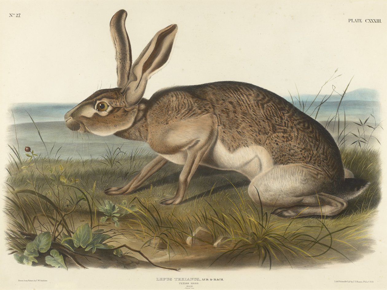 Texian Hare, 1848 (käsinvärinen litografia kudottupaperille) tekijältä John T. Bowen