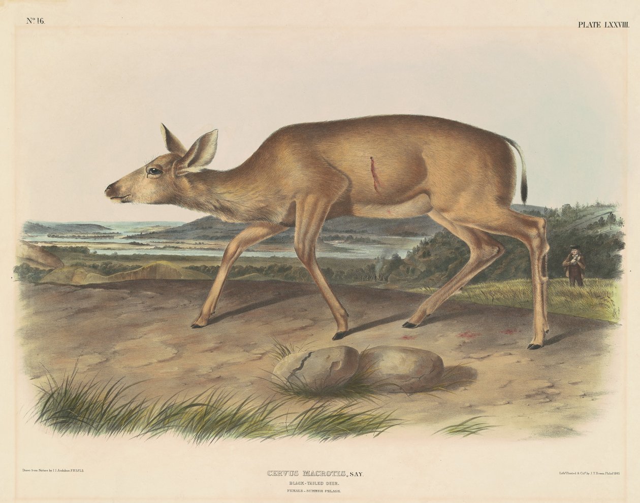 Mustapyrstöhirvi tekijältä John T. Bowen, after John James Audubon