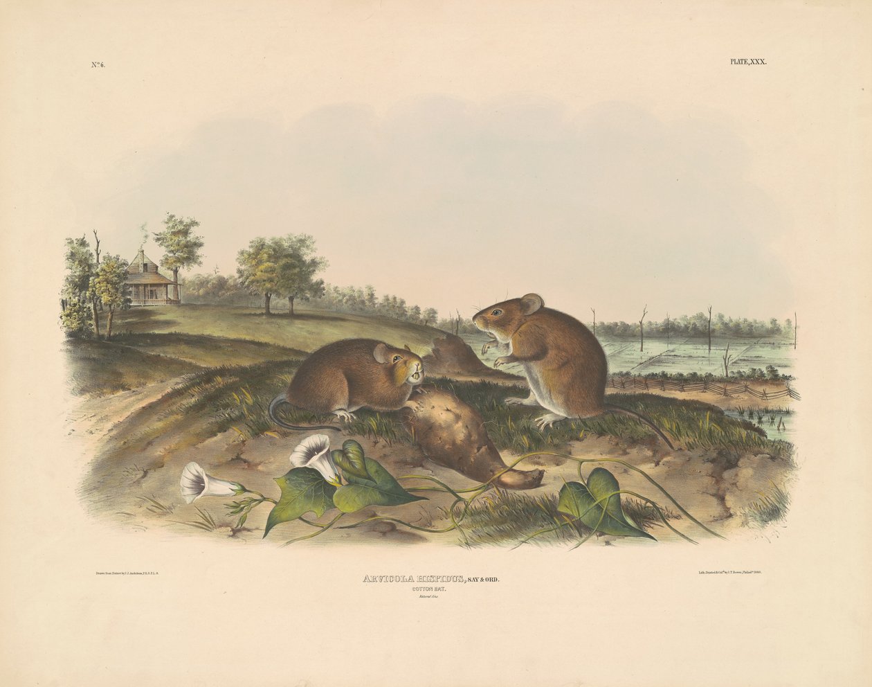 Puuvillarotta tekijältä John T. Bowen, after John James Audubon