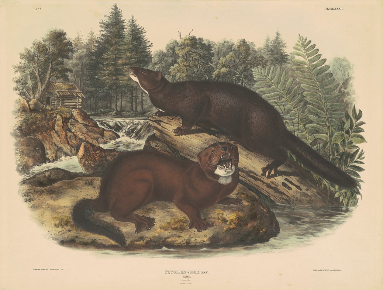 Minkki tekijältä John T. Bowen, after John James Audubon