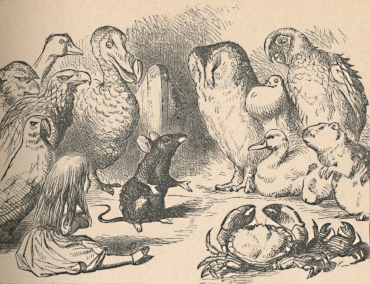 Kuva luvulle Caucus-Race ja pitkä häntä. Alice ja erilaiset olennot, kuten tekijältä John Tenniel