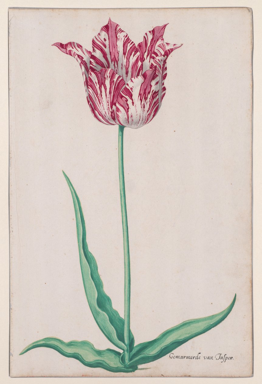 Tulppaanitutkimus (Jasper Marbled) tekijältä John Thomson