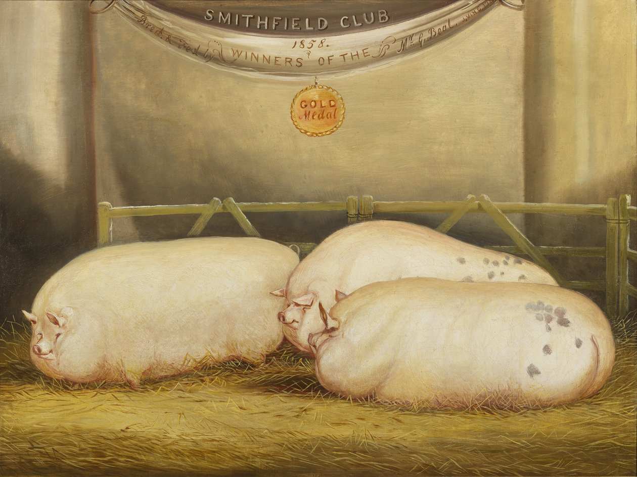 Kolme parannettua Leicesteriä kynässä 1858 Smithfield Clubin joulunäytöksessä 1858 tekijältä John Vine