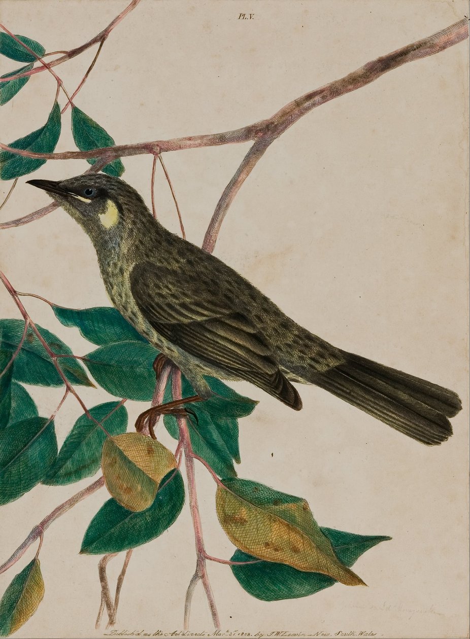 Keltakorvainen mesiangervo (Meliphaga chrysotis) levy 5 teoksesta 