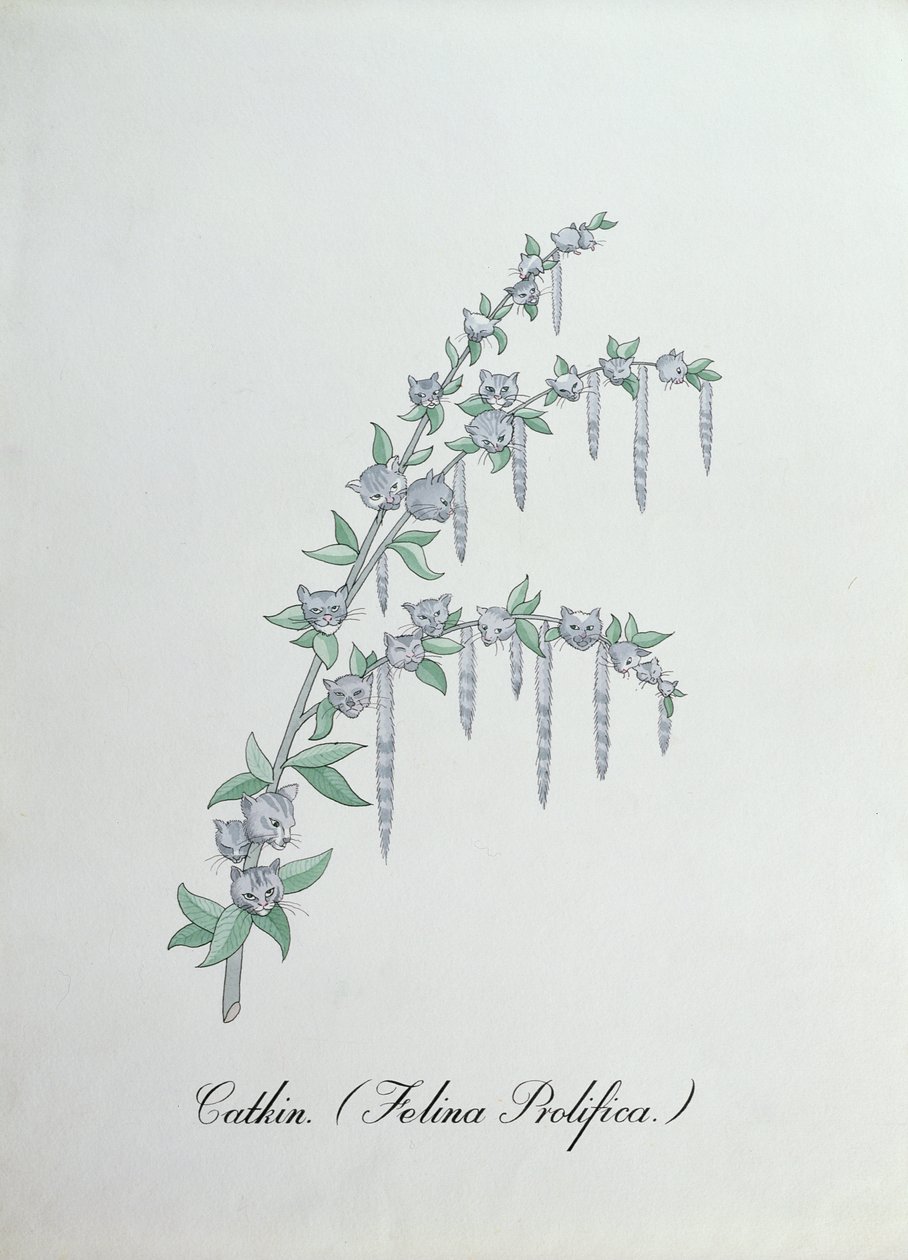 Catkin (Felina Prolifica.), kuvitus John Weirin teoksesta The Bogus Book of Botany tekijältä John Weir