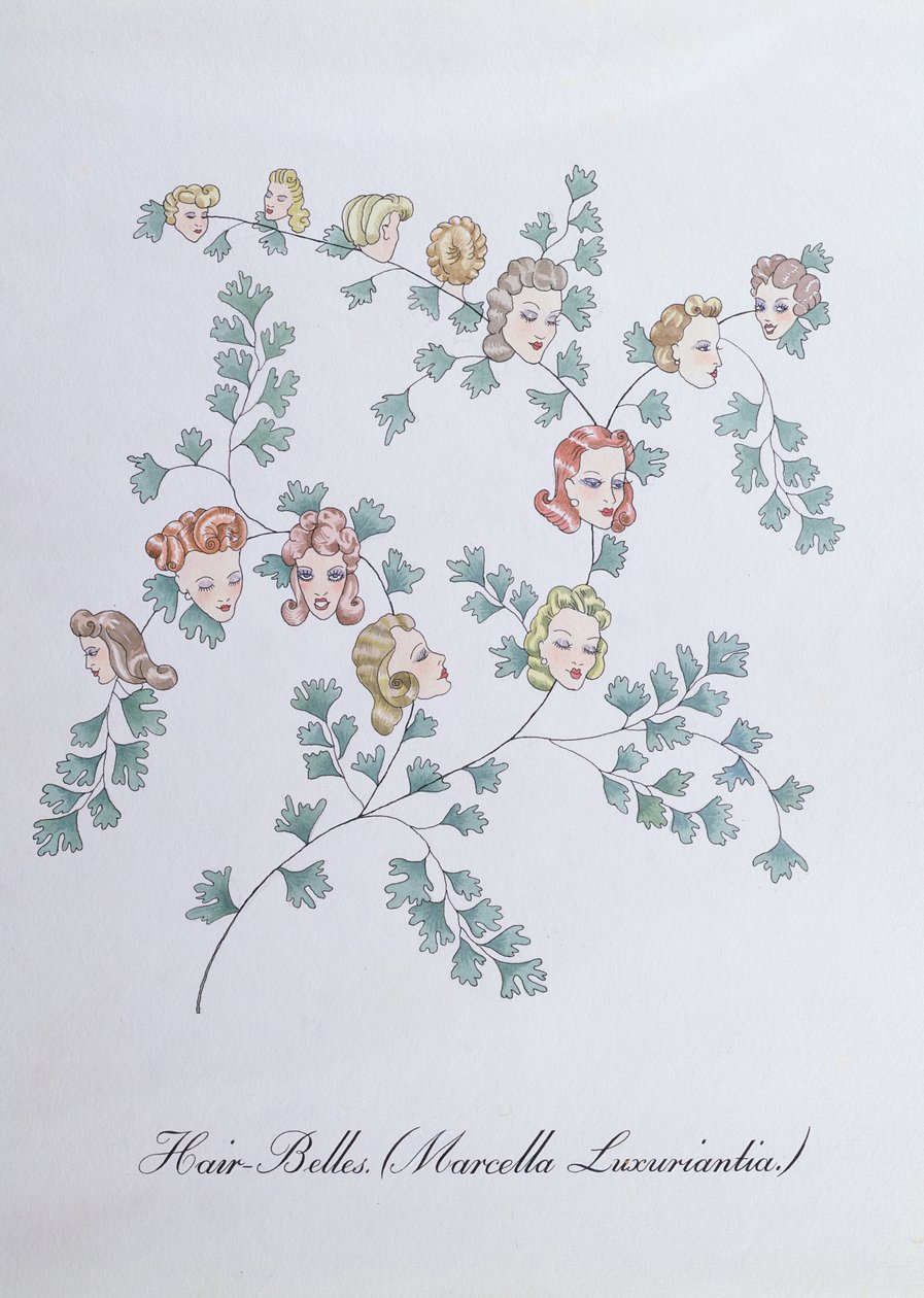 Hair-Belles (Marcella Luxuriantia), kuvitus John Weirin teoksesta "The Bogus Book of Botany" tekijältä John Weir