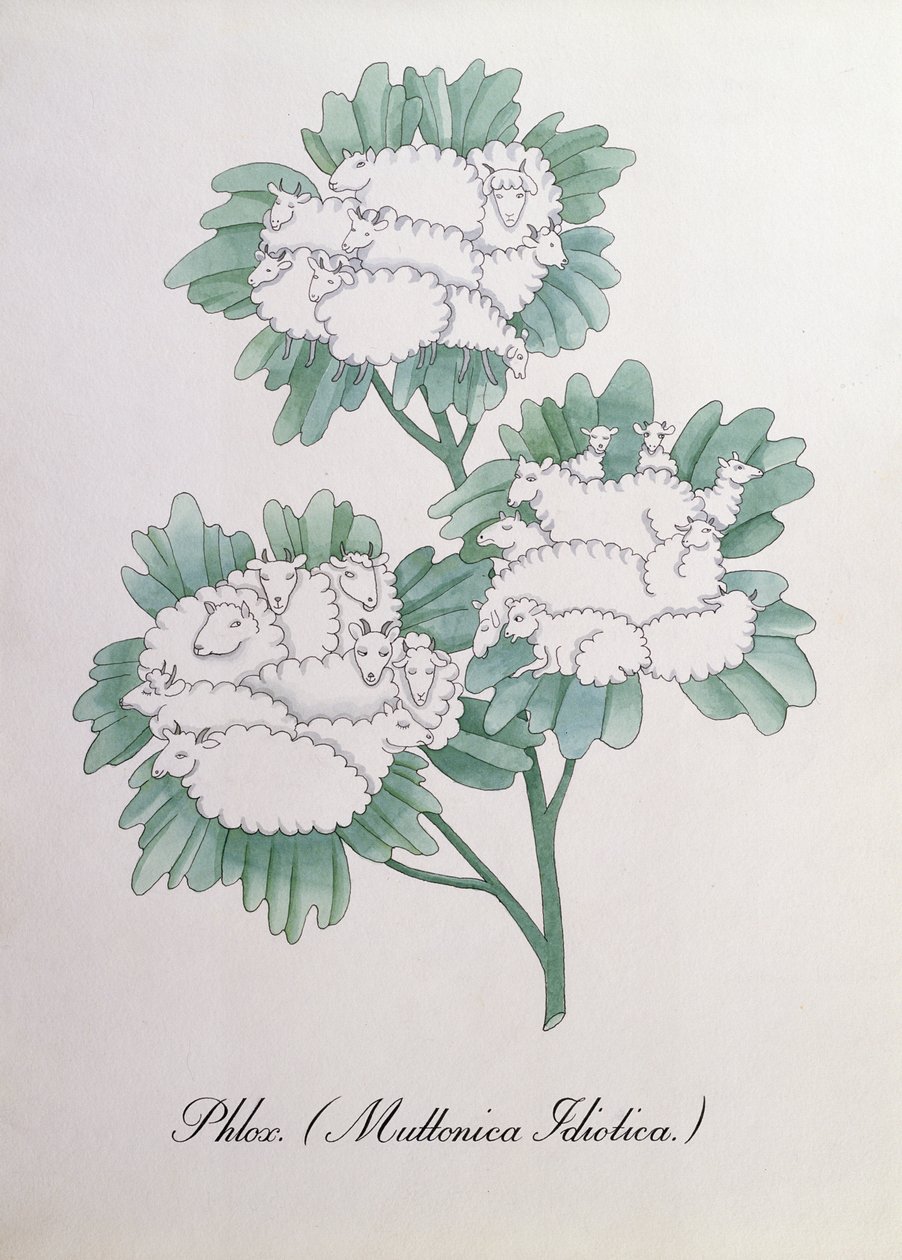 Leimukukka. (Muttonica Idiotica), kuvitus John Weirin teoksesta "The Bogus Book of Botany" tekijältä John Weir