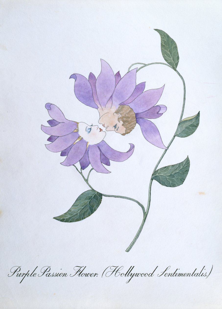 Purppura passionkukka (Hollywood Sentimentalis), kuvitus John Weirin teoksesta "The Bogus Book of Botany" tekijältä John Weir