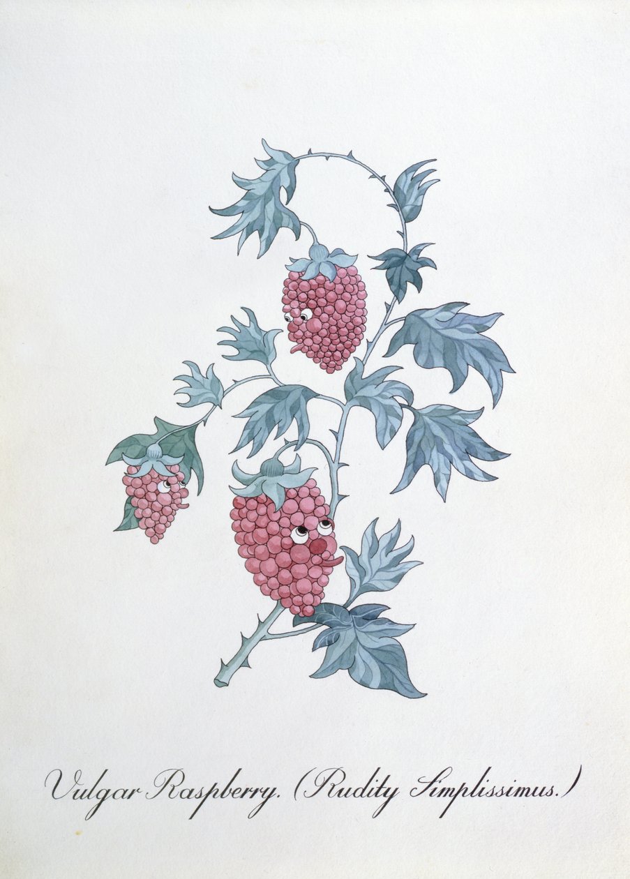 Vulgar Raspberry (Rudity Simplissimus), kuvitus John Weirin teoksesta "The Bogus Book of Botany" tekijältä John Weir