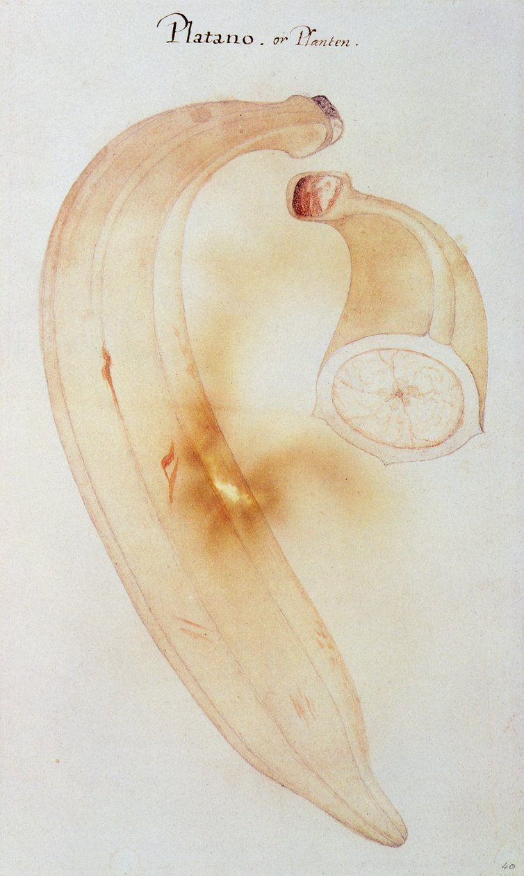 Horn Plantain tekijältä John White
