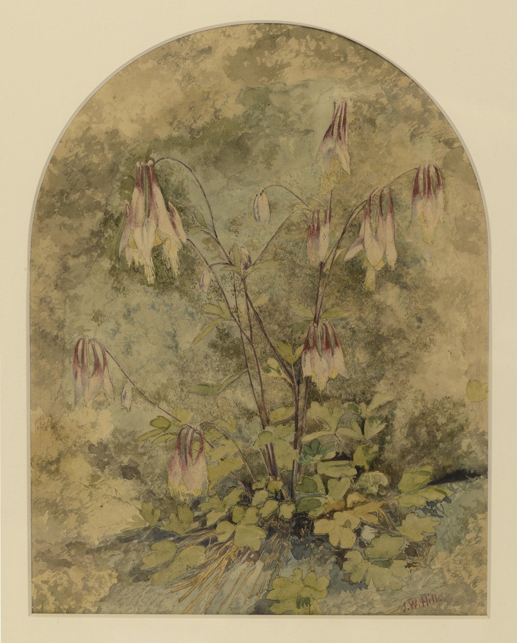 Wildflowers (wc paperilla) tekijältä John William Hill