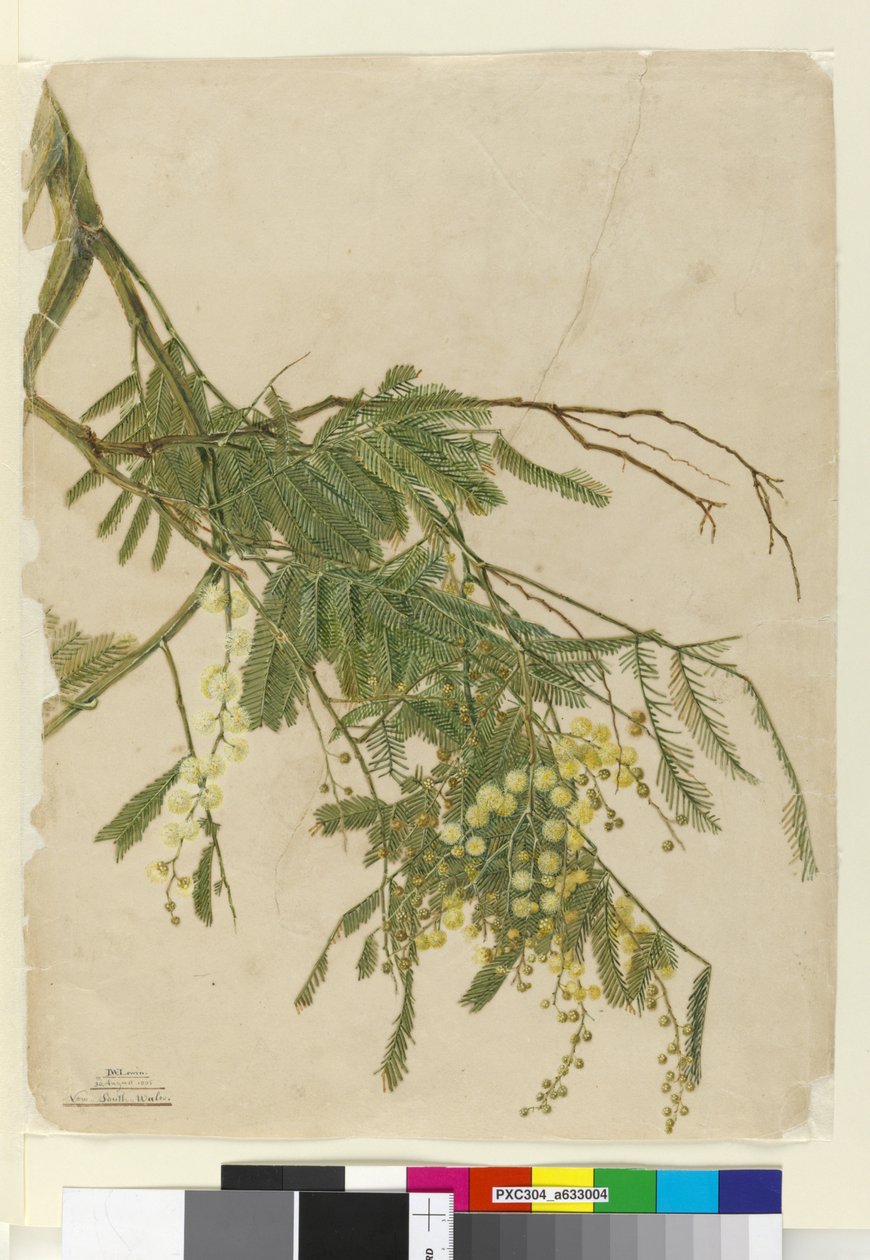 Akaasia, 1805 (wc, kynä, muste ja kynä) tekijältä John William Lewin