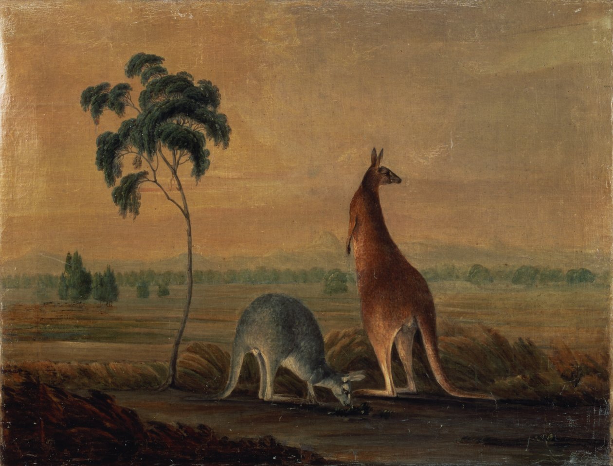 Kengurut maisemassa, n.1819 tekijältä John William Lewin