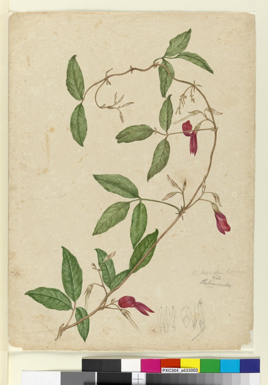 Kennedia rubicunda, n. 1803-06 (wc, kynä, muste ja kynä) tekijältä John William Lewin