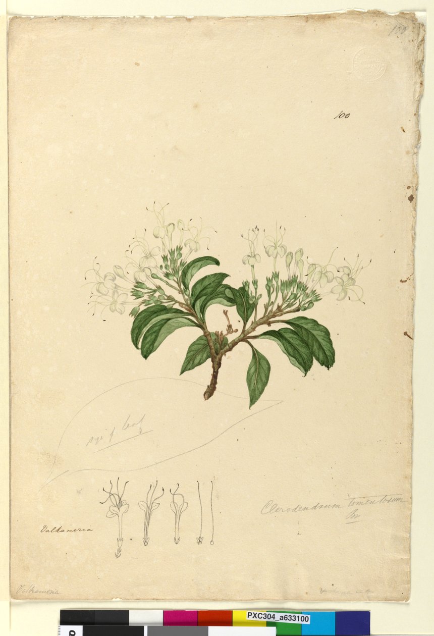 Sivu 100. Clerodendrum tomentosum, n. 1803-06 (wc, kynä, muste ja kynä) tekijältä John William Lewin