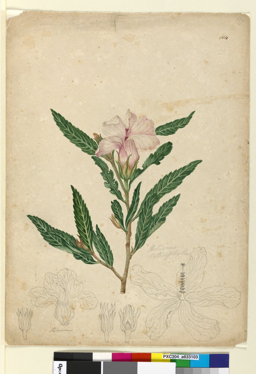 Sivu 104. Hibiscus heterophyllus, noin 1803-06 (wc, kynä, muste ja lyijykynä). tekijältä John William Lewin